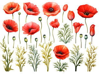 Fototapeta premium Superb red poppies isolated on white background