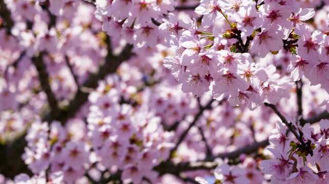 Cherry bloosom, blooming cherry tree closeup. Springtime, sakura flowers in Japan
