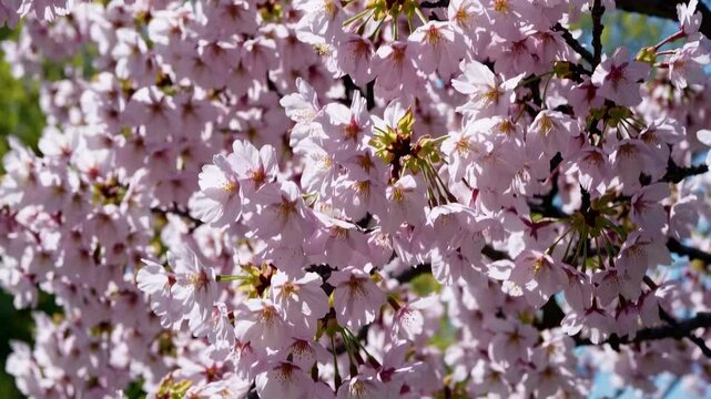 Cherry bloosom, blooming cherry tree closeup. Springtime, sakura flowers in Japan