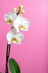White orchid buds on a pink background with some green stems, flowers, plant, botanical