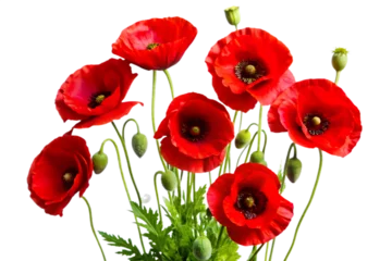 Fototapete Rund poppy flowers isolated on white background PNG.AI GENERATED © SekhSadi