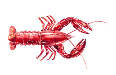 Boiled red lobster. Delicate fresh sea food hand drawn watercolor illustration isolated on white