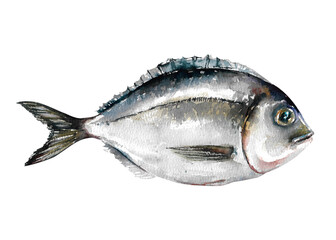 Dorado fresh ocean fish. Delicacy sea food hand drawn watercolor illustration isolated on white