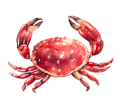 recommend clip art: Red crab delicacy fresh sea food hand drawn watercolor illustration isolated on white background