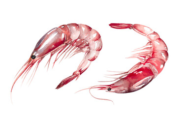 Set of sea shrimps. Seafood hand drawn watercolor illustration isolated on white background