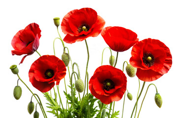 Obraz premium poppy flowers isolated on white background PNG.AI GENERATED