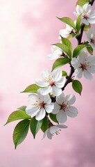 Fototapeta premium Blooming white cherry blossoms and lush green leaves on a tree branch against a soft pink overcast sky, flowers, blossoms