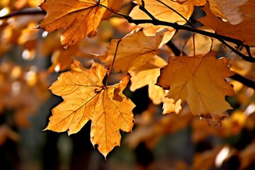 Obraz premium leaves from a sycamore tree broad sycamore leaves falling in the