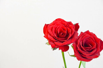 赤い薔薇