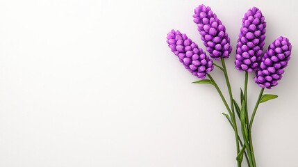 Fototapeta premium A photostock of a fragrant bunch of lavender flowers placed delicately on a white background, emphasizing their calming aesthetic. High Quality