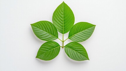 A photostock of a leafy green plant with bright, vibrant tones arranged neatly on a clean white background. High Quality
