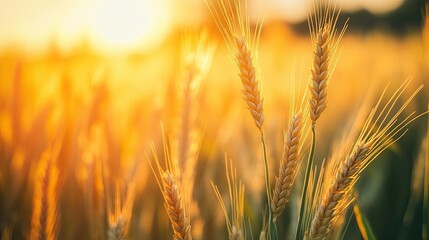 Golden wheat field sunset, ripe harvest, rural landscape, agriculture, food production