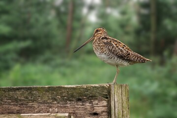 Close-Up of a Eurasian nocturnal Amami Woodcock in Natural Habitat