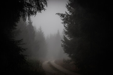 Im Morgennebel