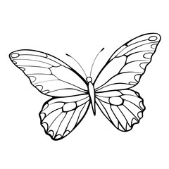 butterfly coloring