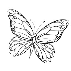 butterfly coloring