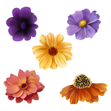 Set of Colorful Spring Flower Illustration