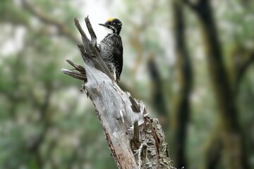 The Eurasian Three-Toed Woodpecker: A Rare Sight Amidst the Trees