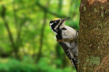Eurasian Three-Toed Woodpecker: A Unique Forest Dweller