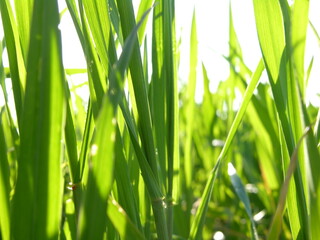 View of bright, lush, green grass. Sunlight breaking through the grass.