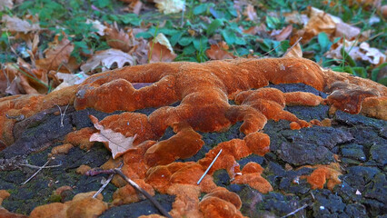 Phellinus robustus - saprophytic wood fungus on an old oak tree stump in a garden, Odessa
