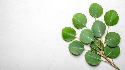 A photostock of fresh eucalyptus sprigs delicately arranged on a clean white background, symbolizing freshness and organic appeal. High Quality