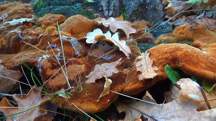 Phellinus robustus - saprophytic wood fungus on an old oak tree stump in a garden, Odessa