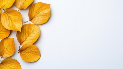 A photostock of golden autumn leaves scattered across a clean white background, symbolizing seasonal change and beauty. High Quality