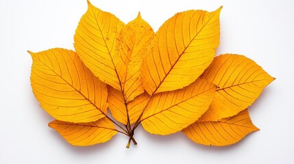 Fototapeta premium A photostock of golden autumn leaves scattered naturally on a white surface, symbolizing seasonal transitions and fall beauty. High Quality
