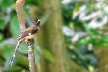 Andaman Treepie: A Rare Glimpse of Endemic Beauty in Its Natural Habitat