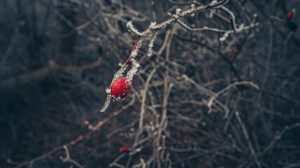 Frosty red berry on a branch in winter. © Wirestock