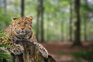 The Amur Leopard prowls gracefully, its golden coat glowing under the warm hues of a sunset.