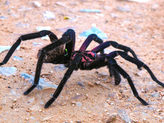 Tarantula in Maceo, Antioquia, Colombia