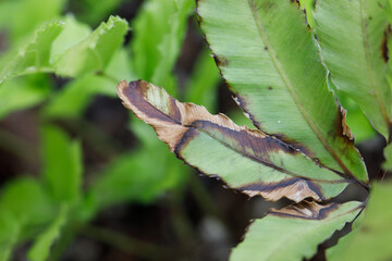 Rust diseases damage at leaves, biotic stress at the houseplant