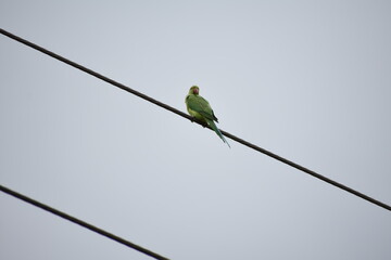 Indian Parrot, eating their food