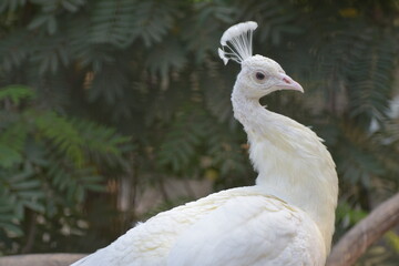 White Peafowl or White Peacock is a common name for two bird species of the genus Pavo and one species of the closely related genus Afropavo within the tribe Pavonini of the family Phasianidae.