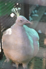 White Peafowl or White Peacock is a common name for two bird species of the genus Pavo and one species of the closely related genus Afropavo within the tribe Pavonini of the family Phasianidae.