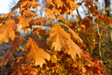 Foliage.
Yellow leaves in autumn season.