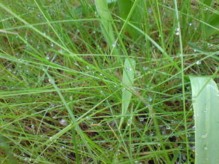 Green grass and dew on it.