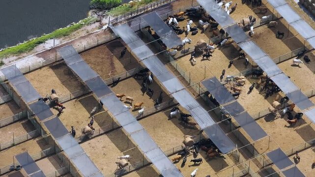 Commercial cattle stockyard with meat cows in rural Florida. Feeding of livestock on farm feedlot in USA