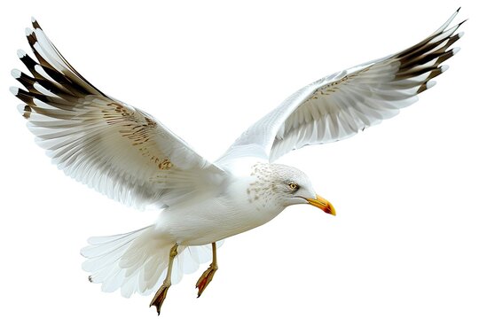 Clear Pixel Image of Fly Seagull Bird in Png Isolated on Transparent Background