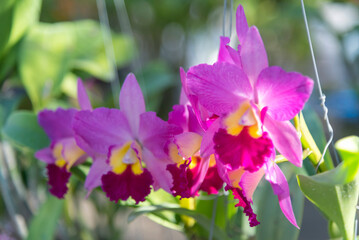 Closeup focus to purple orchid in garden