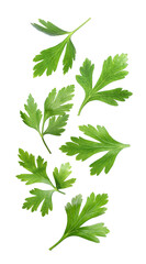 Fototapeta premium Green parsley leaves falling on white background