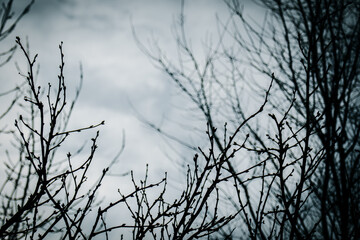 branches of a tree