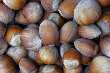 Background of raw hazelnut in close-up