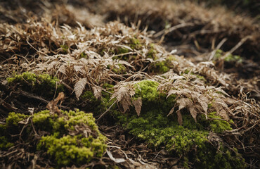 Naklejka premium grass nature plants, organic textures and patterns, earthy tones, natural and calming background