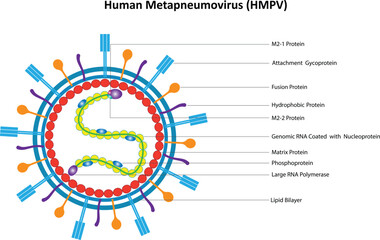 HMPV Human Metapneumovirus Vector illustration with Lebel