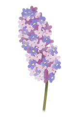Fototapeta premium Hand drawn cute illustration of Purple hyacinth on transparent background