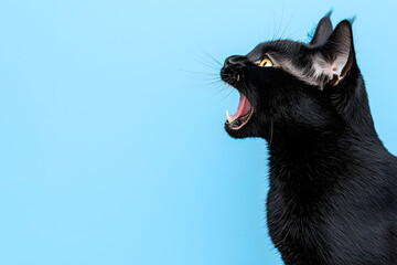 Black cat screaming with mouth isolated on white background