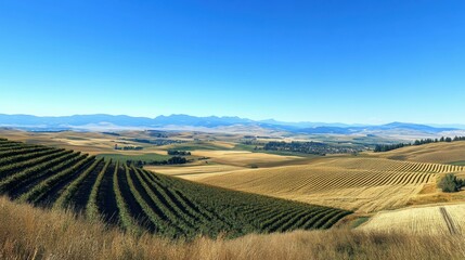 A scenic view of rolling farmland under a clear blue sky, with fields of crops stretching as far as the eye can see.